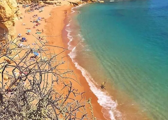 Bonita 阿尔布费拉